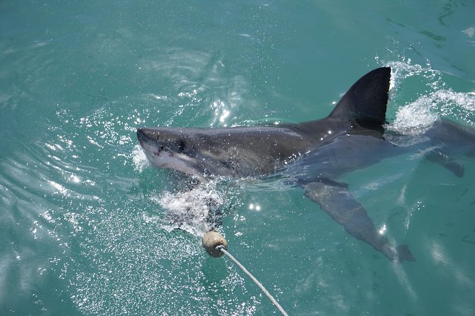 Shark Cage Diving Viewing Only - Cancellation Policy Details
