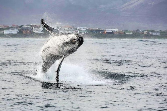 Shark Diving Full Day Guided Return Transfer to Gansbaai From Cape Town - Reviews and Feedback