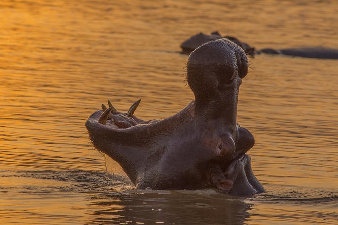 Shoreline Hippo and Crocodile Boat Cruises, Isimangaliso Wetland Park - Common questions