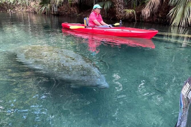 Silver Springs Clear Kayak Wildlife Experience - Inclusions and Pricing