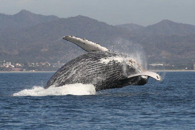 Small-Group Half-Day Whale-Watching Tour in Puerto Vallarta - Additional Information