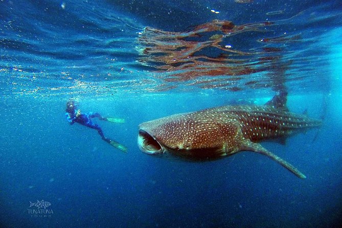 Small Group Whale Shark Snorkeling in La Paz BCS MX - Reviews & Recommendations