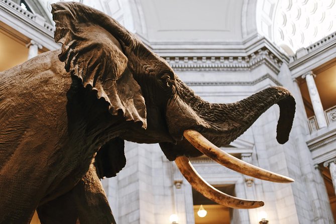 Smithsonian Natural History American History Semi-Private Tour - Smithsonian Museum of Natural History