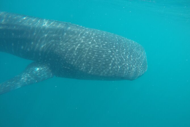 Snorkel Tour With Whale Shark in La Paz - Tour Highlights