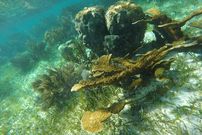 Snorkeling Guided Activity in Puerto Morelos Mexico - Additional Information