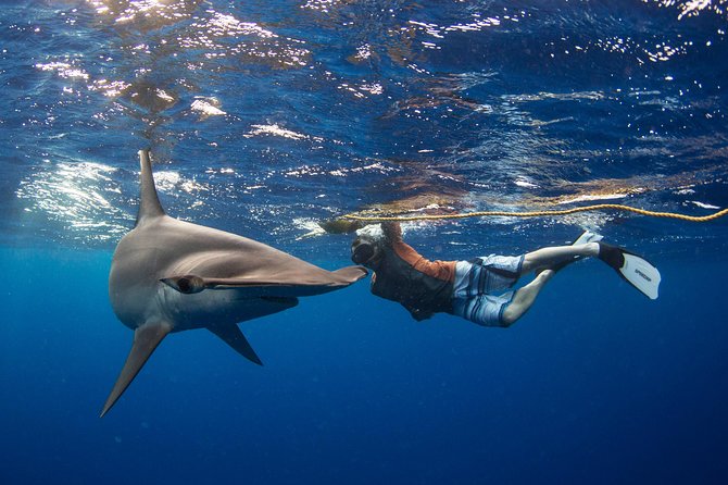 Snorkeling or Swimming With Sharks in Cabo San Lucas - Shark Attraction Factors