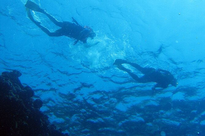 Snorkeling Trip to Fujairah on the UAEs East Coast - Local Marine Life and Ecosystem