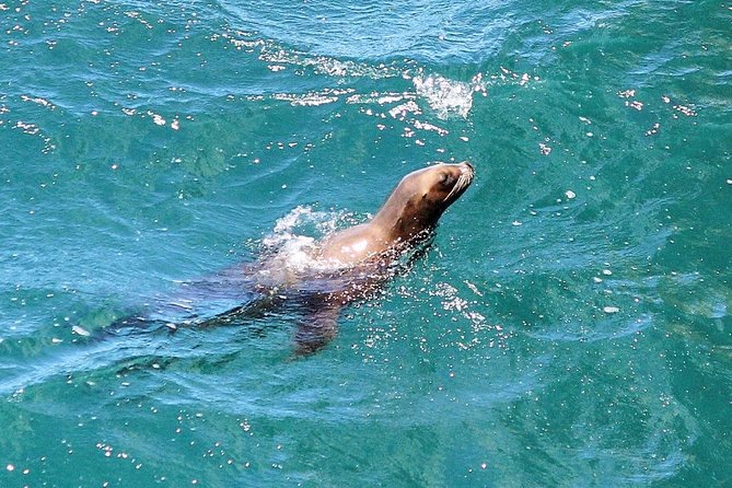 Snorkeling With Seals and Cape Peninsula Full-Day Private Tour - Snorkeling Experience Details