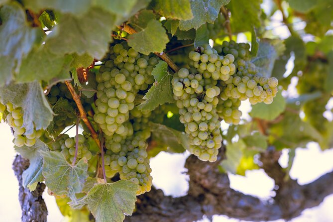 Sonoma Wine Tasting Tour  - Napa & Sonoma - Dietary Accommodations and FAQs