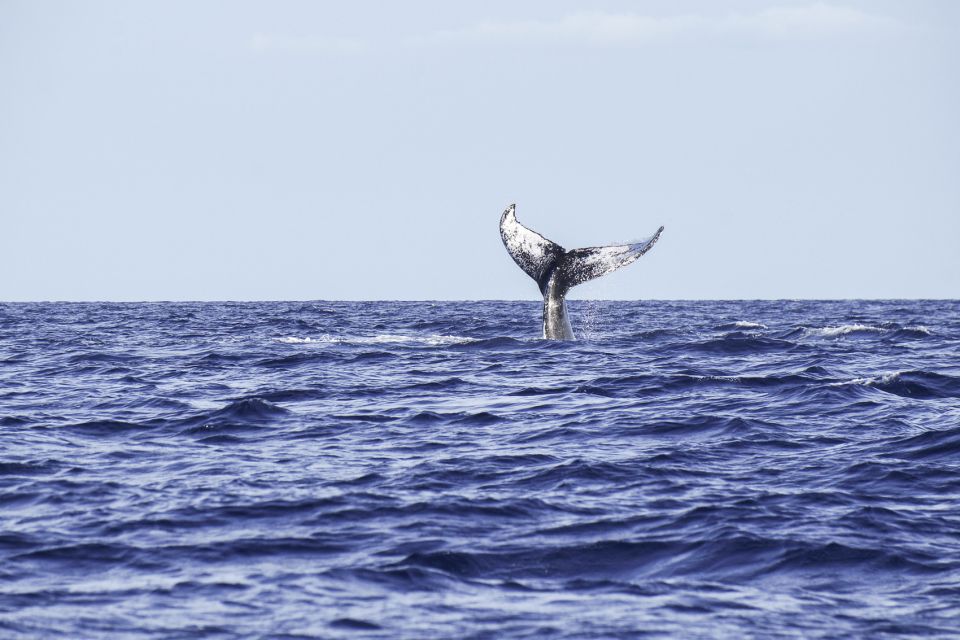 South Maui: Whale Watching Cruise Aboard Calypso - Review Summary