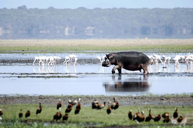 St Lucia Isimangaliso Boat Safari Day Tour From Durban - Important Reminders