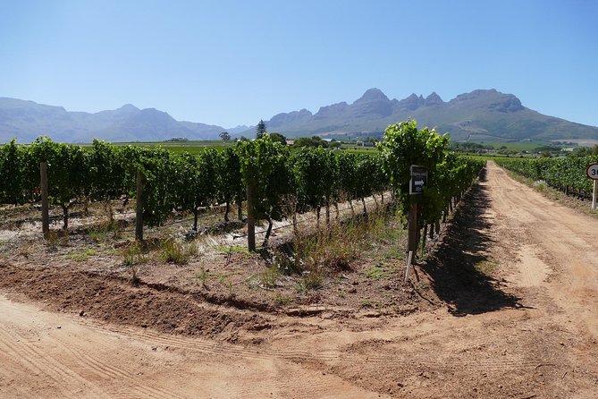 Stellenbosch & Franschhoek Cape Winelands Wine Tasting (Day Tour) - Vineyard Exploration