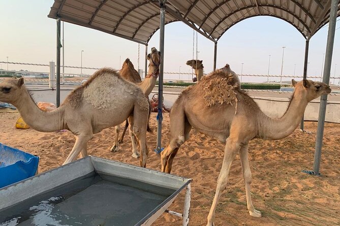 Sunrise Desert Safari Dune Bashing Camel Farm Visit - Additional Services and Accessibility