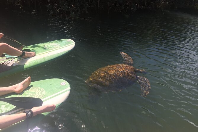 Sunset Stand up Paddle With Photos and Turtles - Cancellation Policy