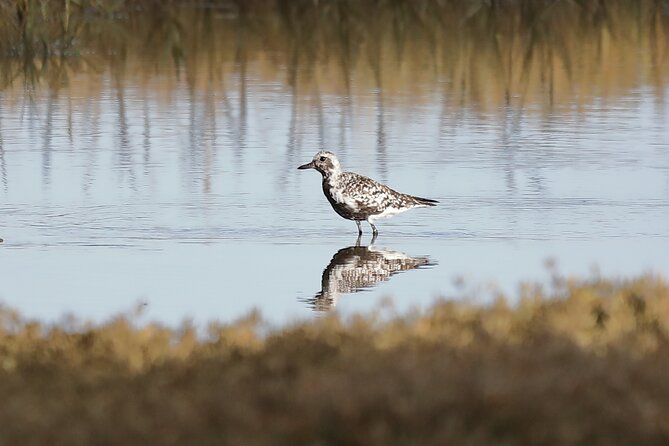 Sussex Birdwatching Private Guided Day Tour - Bird Species Spotting