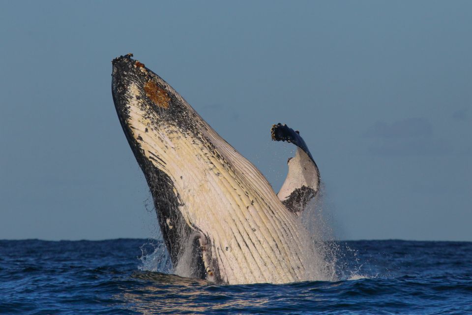 Sydney: 2-hour Express Whale Watching Cruise - Customer Reviews