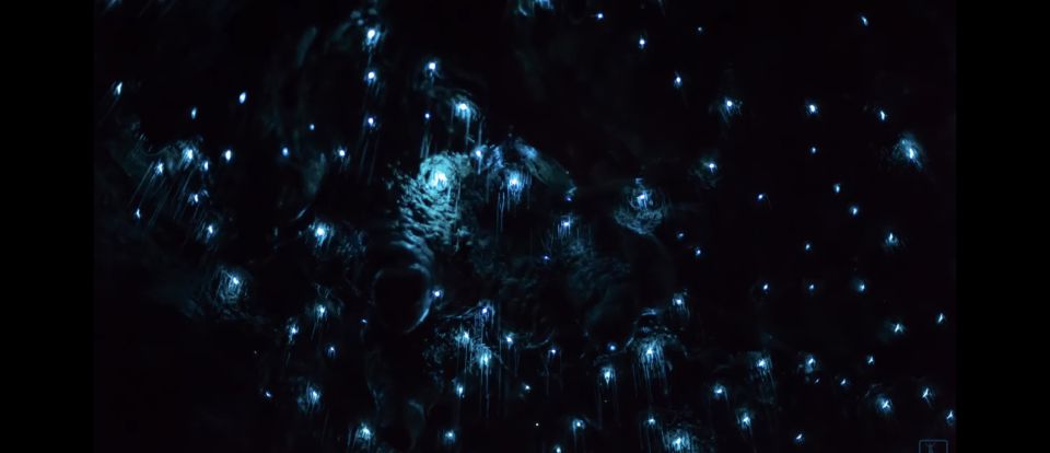 Sydney: Blue Mountains Glow Worms Wild Adventure by Night - Participant Info