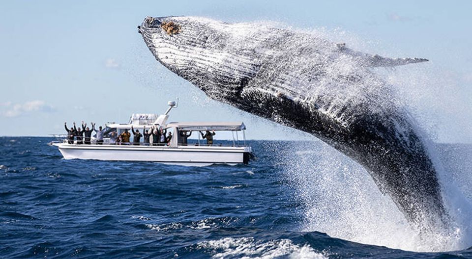 Sydney: Ocean Whale Watching Experience - Inclusions