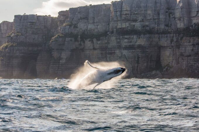 Sydney: Whale Watching Explorer Cruise - Meeting Point Information