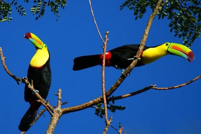 Tamarindo Rio Celeste Tubing, Rainforest, and More Tour - Last Words