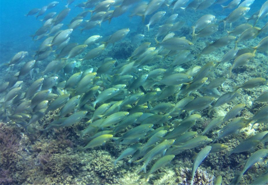 Tarifa: Guided Snorkel Tour in the Strait Natural Park - Inclusions