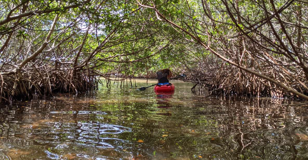 Tarpon Springs: Guided Anclote River Kayaking Tour - Location and Reviews