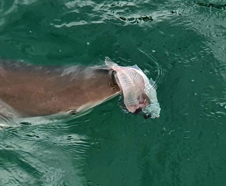 Tauranga: Guided Dolphin and Wildlife Watching Cruise - Meeting Information