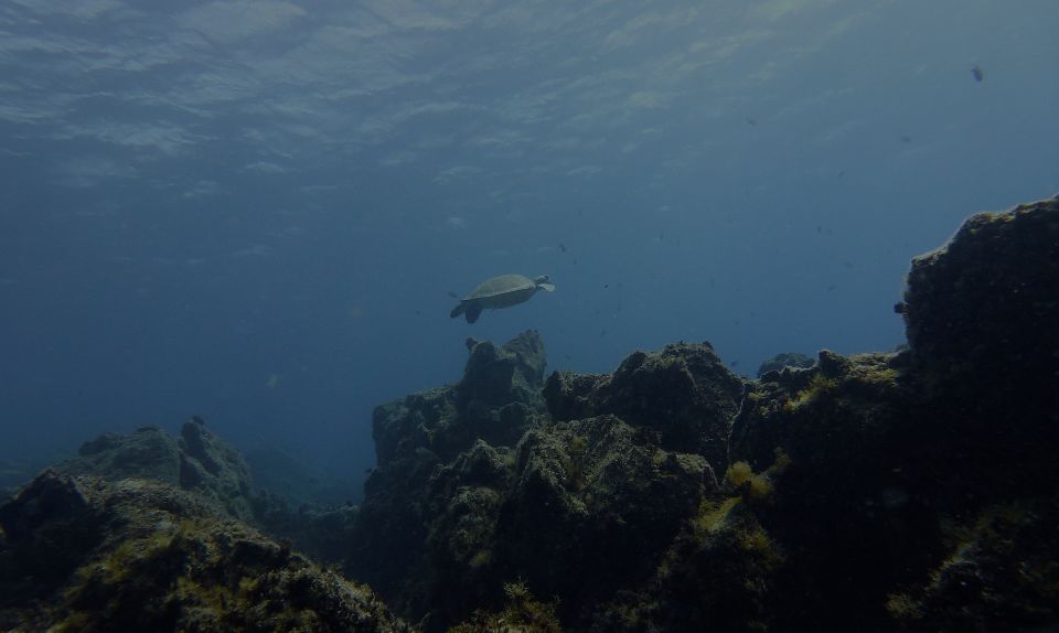 Tenerife Exclusive Snorkeling Trip With Marine Biologist - Activity Description
