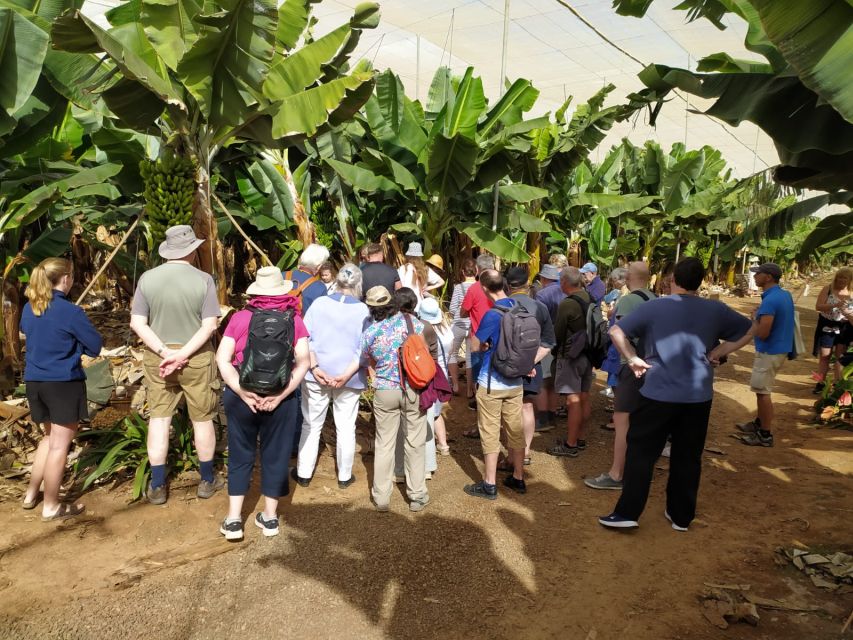 Tenerife: Finca Las Margaritas Banana Plantation Experience - Meeting Point Details