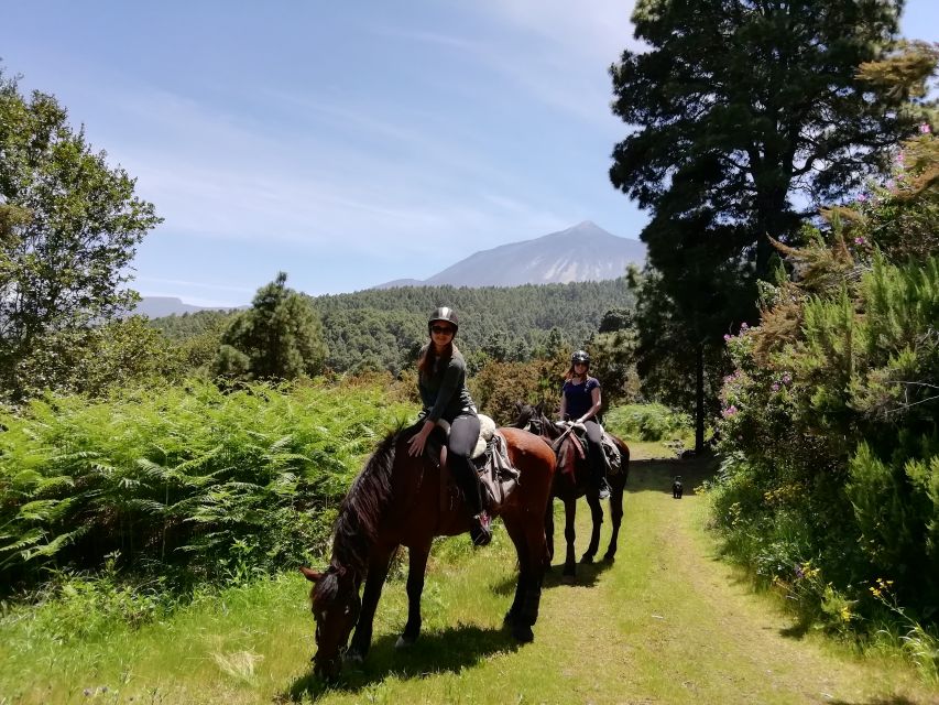 Tenerife: Guided Horseback Riding Tour to the Lomo Forest - Provider Information