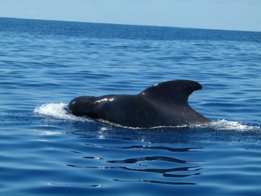 Tenerife: Sailing Excursion With Whale and Dolphin Watching - Additional Information