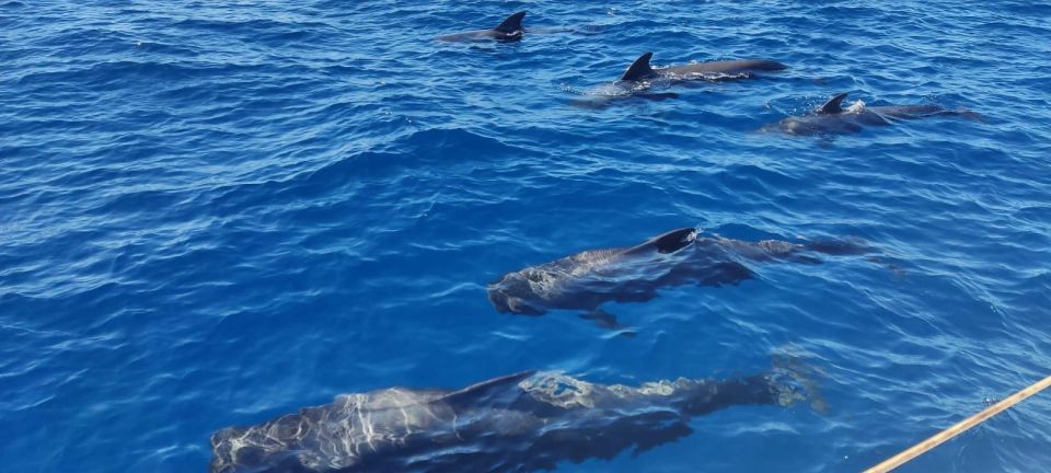 Tenerife: Whale Watching and Snorkeling Yacht Trip - Meeting Point