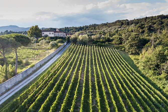 Tenuta Mareli - Wine Tasting in Tuscany - Booking Information and Reviews