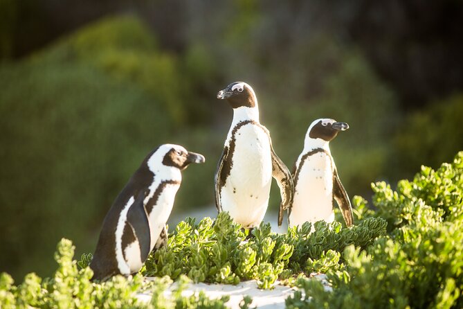 The Road Trip (Cape Point and Penguins) - Common questions