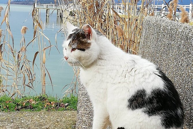 The Spell of Lake Trasimeno - Trekking Tour - Experience Highlights