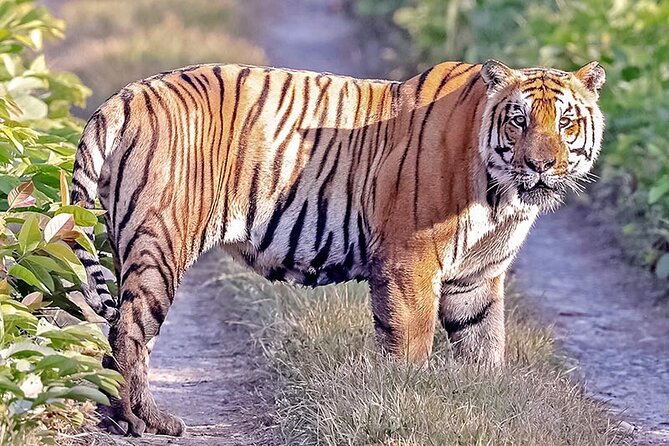 Tiger Tracking Nepal (Chitwan National Park) - Additional Information & Resources