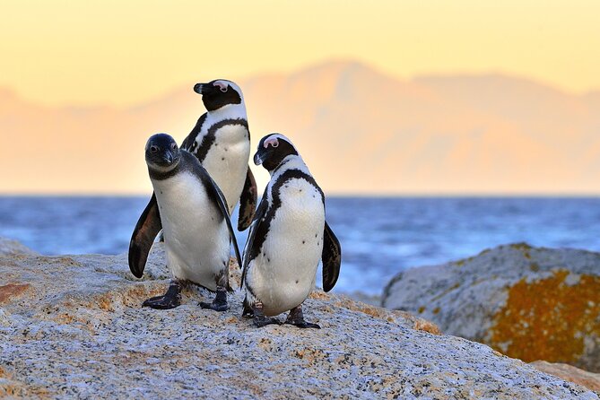 Top 10 Super Tour: Table Mountain, Penguins & Cape of Good Hope Small Group Trip - Exceptional Tour Value