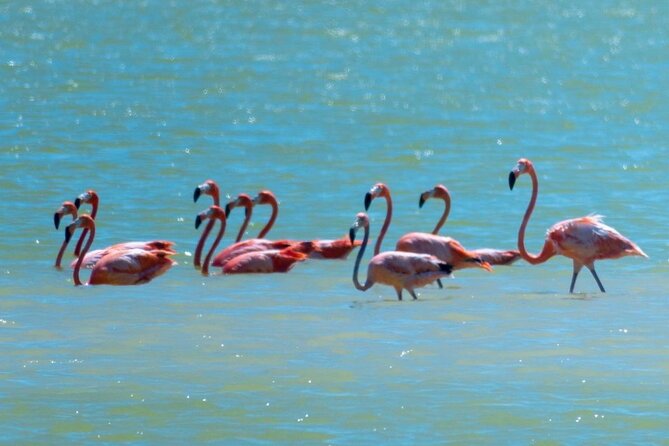 Tour to the Pink Lagoons & Río Lagartos From Merida - Common questions