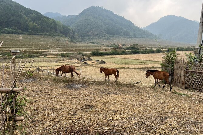 Trekking Ban Gioc Waterfall to Hidden Village on Unique Route - Local Cuisine Sampling