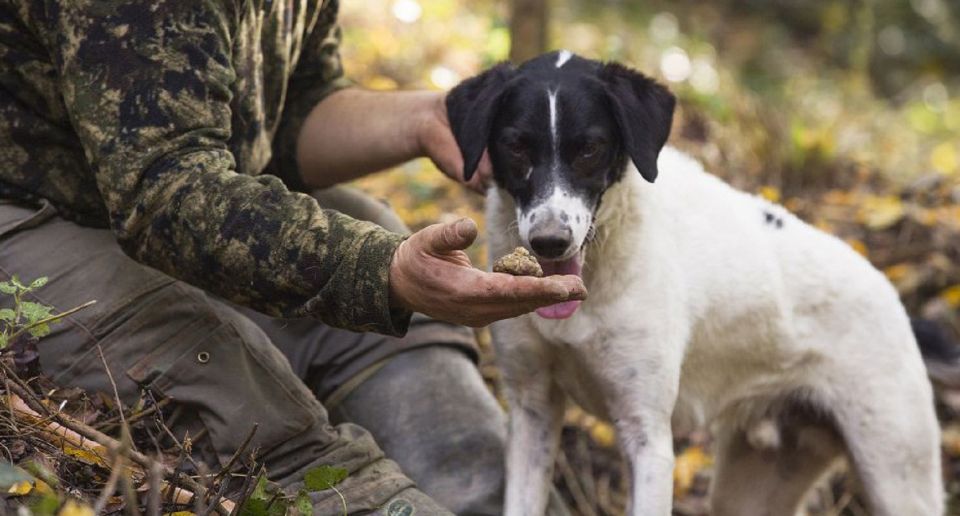 Tuscany: Truffle Hunting and Meal at a Winery - Logistics Information