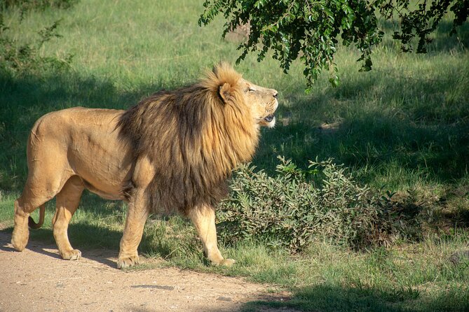 Unforgettable Lion Safari Adventure From Johannesburg - Picnic Lunch in Nature