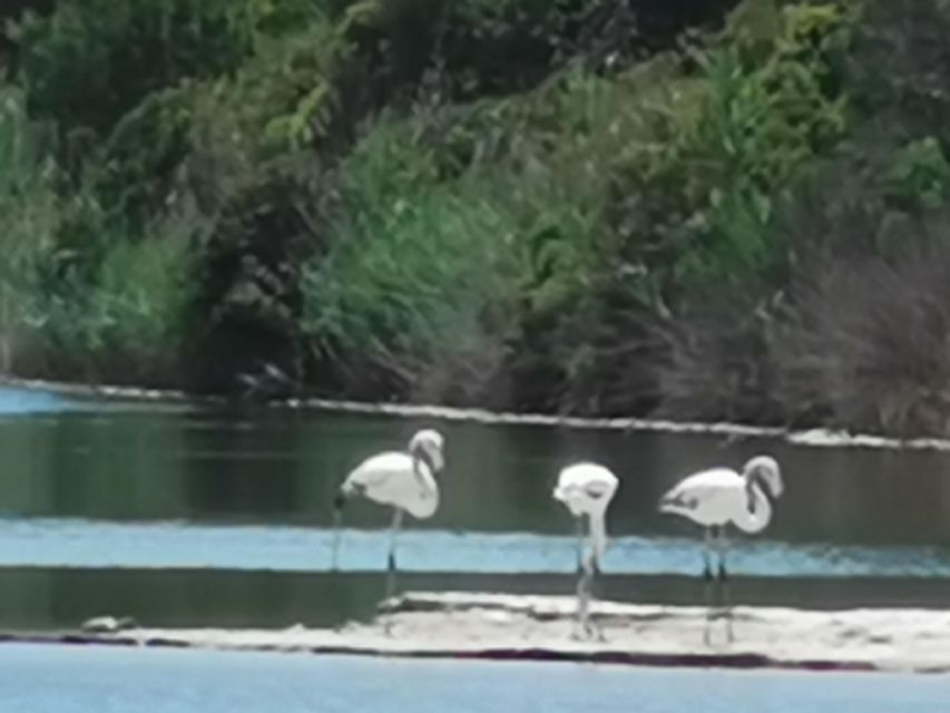 Valencia: Albufera Natural Park Bike and Boat Tour - Booking Information