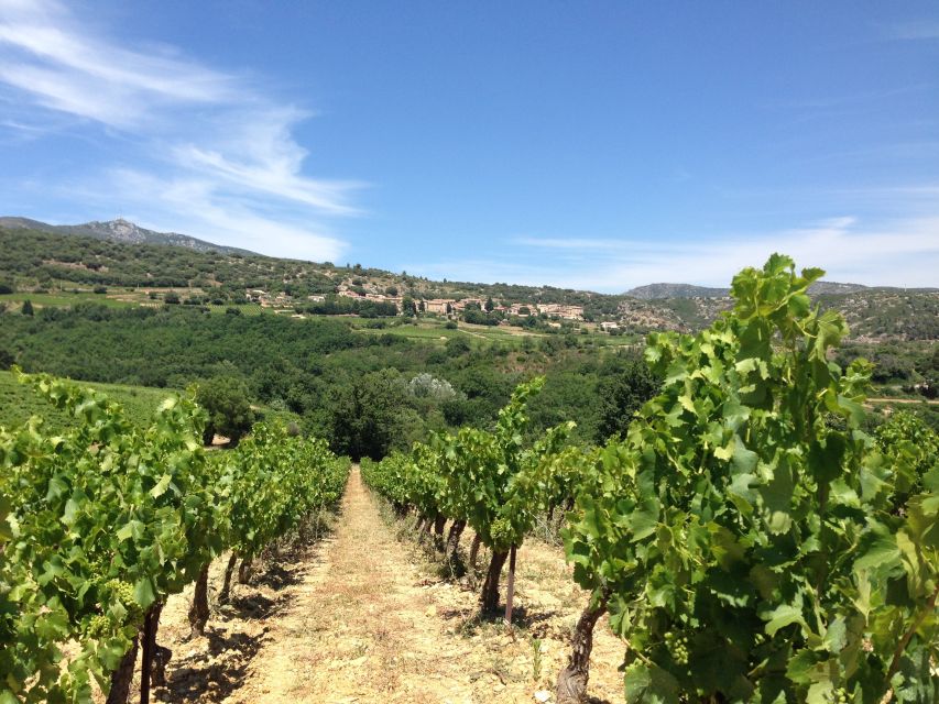 Vineyards and Village of the Languedoc - Location Details and Itinerary