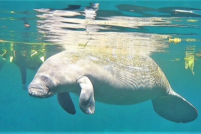 VIP Private Boat Manatee Snorkel Tour With In-Water Guide and Photograper - Cancellation Policy