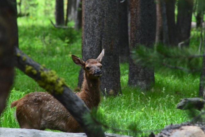 VIP Private Boutique Tour of Yellowstones Upper Loop - West Yellowstone, MT - Traveler Reviews