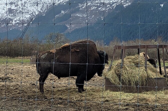 VIP Tour From Anchorage to Alaska Wildlife Conservation Center - Expert Tour Guide Information