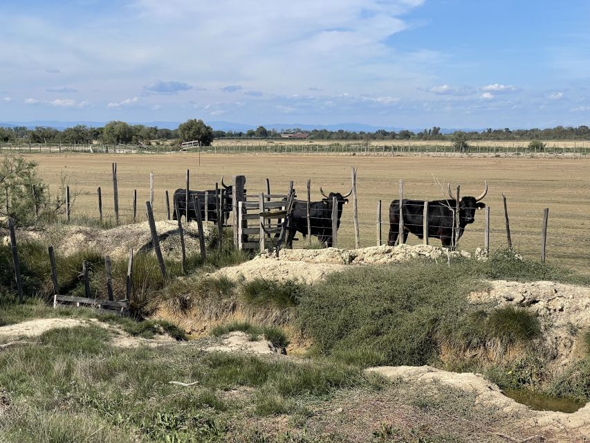 Visit Camargue and Salt Marshes From Montpellier - Excursion Description