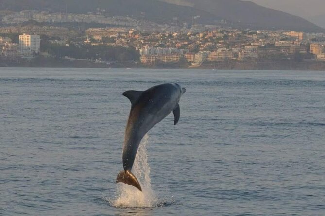 Walk and Dolphin Watching in Fuengirola 1 Drink - General Information