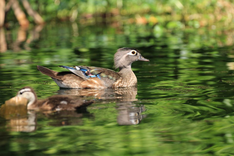 Wekiva Wildlife Kayaking Adventure Tour - Inclusions