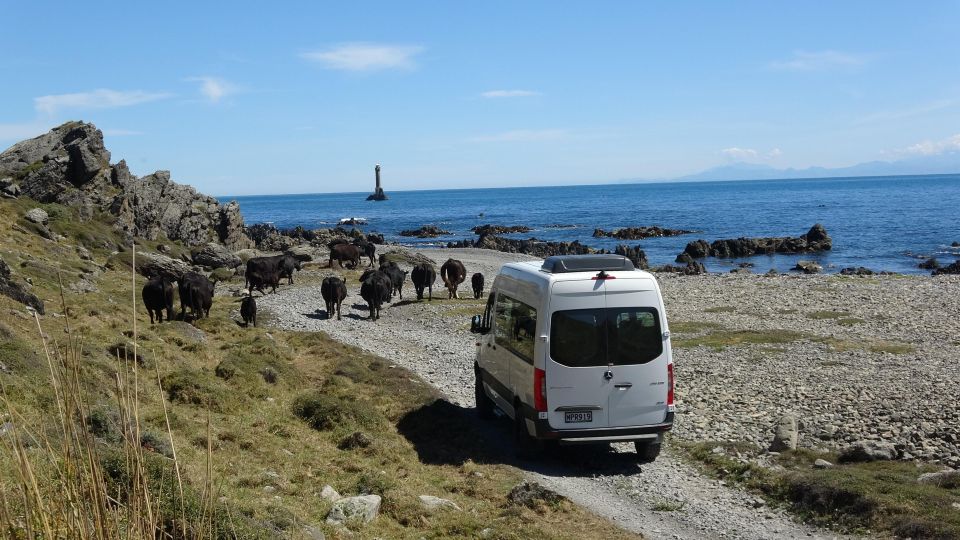 Wellington: Half Day Seal Coast Safari - Full Itinerary